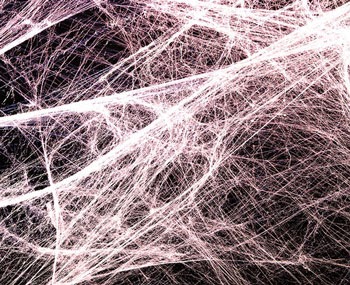 Fascia